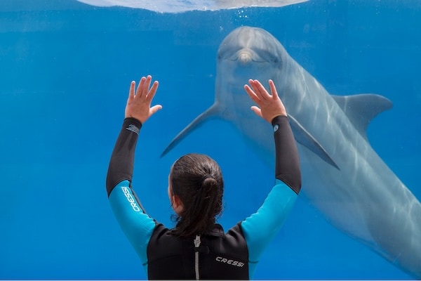 水族館裡的海豚