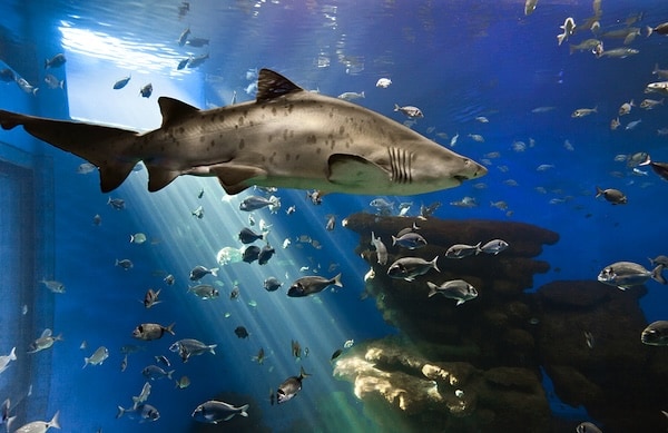 帕爾馬水族館的“大藍”